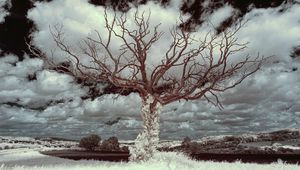 Preview wallpaper tree, grass, sky, clouds, nature