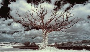 Preview wallpaper tree, grass, sky, clouds, nature