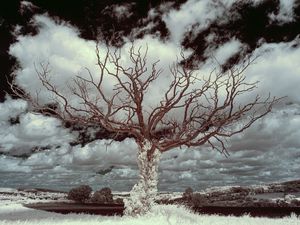 Preview wallpaper tree, grass, sky, clouds, nature