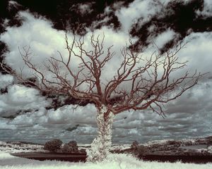 Preview wallpaper tree, grass, sky, clouds, nature