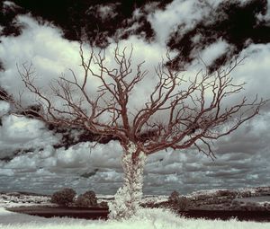 Preview wallpaper tree, grass, sky, clouds, nature