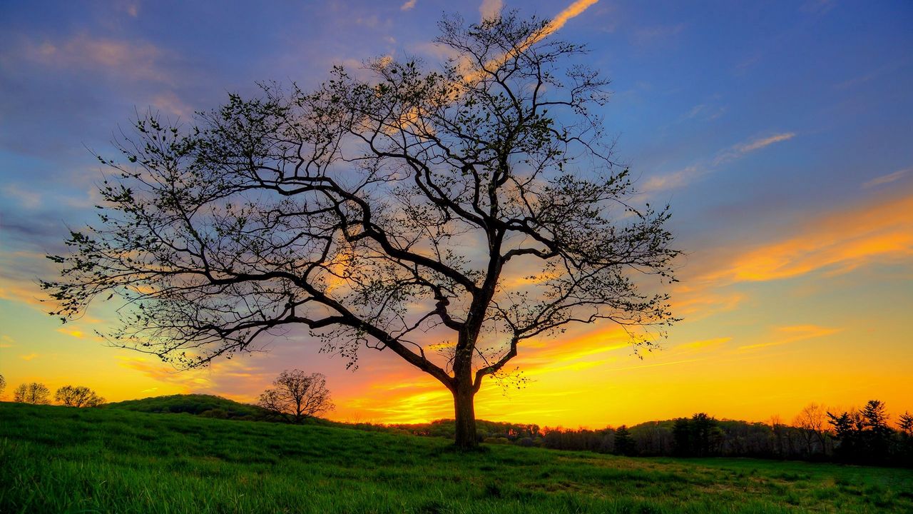 Wallpaper tree, grass, sky, light, sun