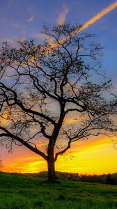 Preview wallpaper tree, grass, sky, light, sun