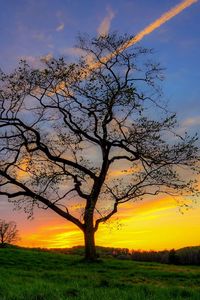 Preview wallpaper tree, grass, sky, light, sun