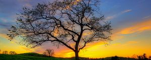 Preview wallpaper tree, grass, sky, light, sun