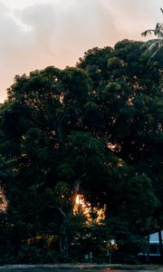 Preview wallpaper tree, green, plant, nature