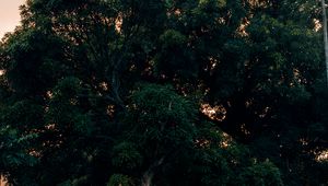 Preview wallpaper tree, green, plant, nature