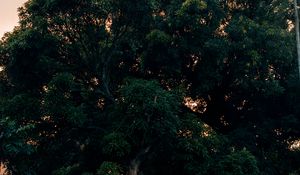 Preview wallpaper tree, green, plant, nature