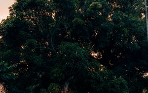 Preview wallpaper tree, green, plant, nature