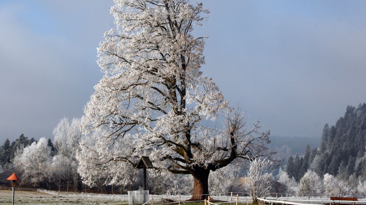 Wallpaper tree, half, crone, winter, branches, snow