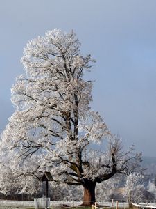 Preview wallpaper tree, half, crone, winter, branches, snow