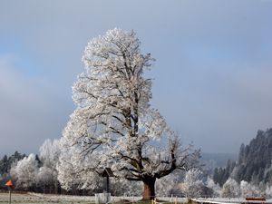 Preview wallpaper tree, half, crone, winter, branches, snow