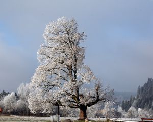 Preview wallpaper tree, half, crone, winter, branches, snow