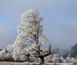 Preview wallpaper tree, half, crone, winter, branches, snow