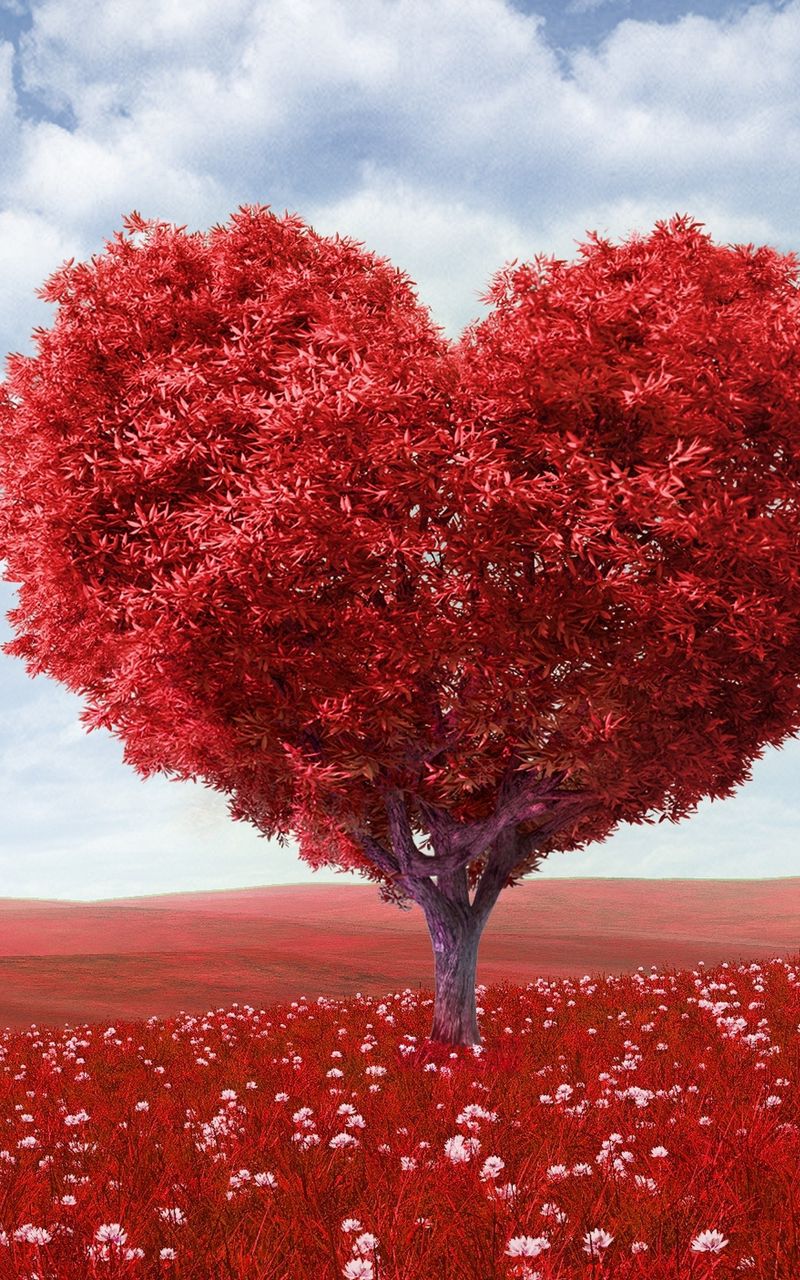 800x1280 Wallpaper tree, heart, photoshop, field, grass, romance