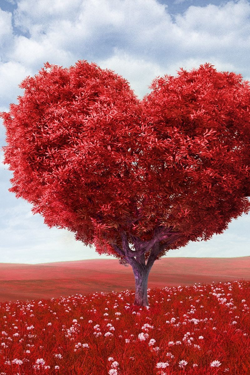 800x1200 Wallpaper tree, heart, photoshop, field, grass, romance
