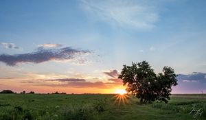 Preview wallpaper tree, heart, sunset, field