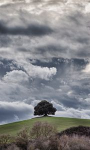 Preview wallpaper tree, hill, clouds, overcast, sky, grass