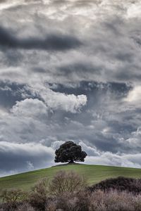 Preview wallpaper tree, hill, clouds, overcast, sky, grass