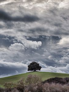 Preview wallpaper tree, hill, clouds, overcast, sky, grass
