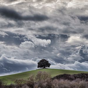 Preview wallpaper tree, hill, clouds, overcast, sky, grass