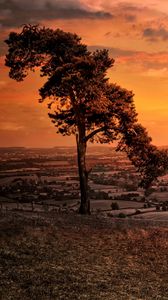 Preview wallpaper tree, hill, evening, nature
