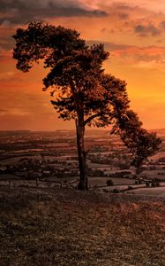 Preview wallpaper tree, hill, evening, nature