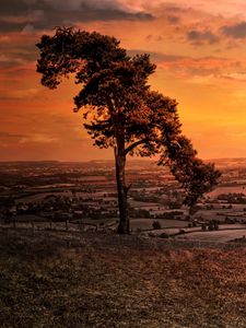 Preview wallpaper tree, hill, evening, nature