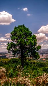 Preview wallpaper tree, hill, grass, sky, green