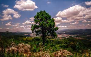 Preview wallpaper tree, hill, grass, sky, green