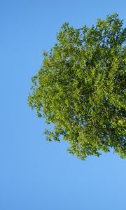 Preview wallpaper tree, hill, grass, summer, greenery