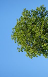 Preview wallpaper tree, hill, grass, summer, greenery