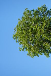 Preview wallpaper tree, hill, grass, summer, greenery