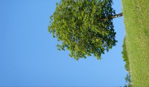 Preview wallpaper tree, hill, grass, summer, greenery