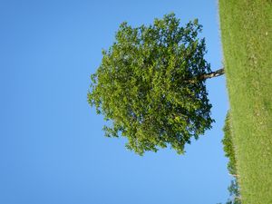 Preview wallpaper tree, hill, grass, summer, greenery