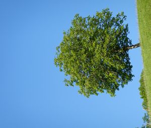 Preview wallpaper tree, hill, grass, summer, greenery