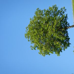 Preview wallpaper tree, hill, grass, summer, greenery