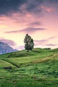 Preview wallpaper tree, hill, grass, sky, landscape