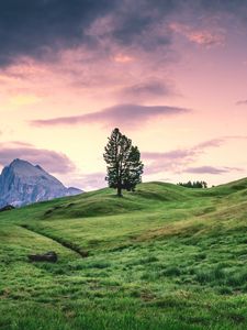 Preview wallpaper tree, hill, grass, sky, landscape