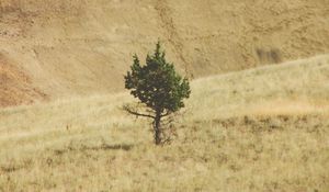 Preview wallpaper tree, hill, landscape, nature