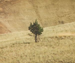 Preview wallpaper tree, hill, landscape, nature