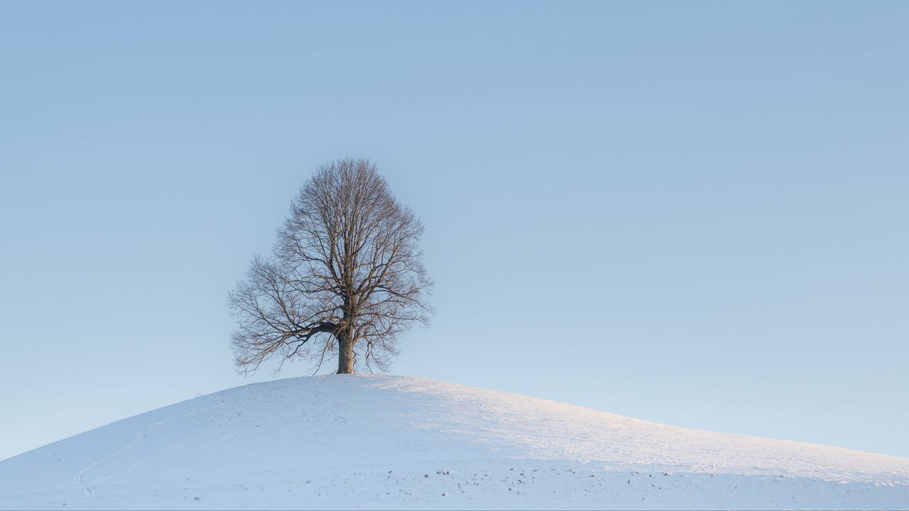Wallpaper tree, hill, snow, winter, landscape