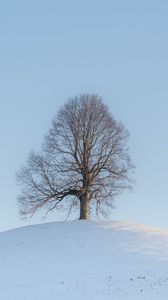Preview wallpaper tree, hill, snow, winter, landscape