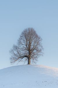 Preview wallpaper tree, hill, snow, winter, landscape