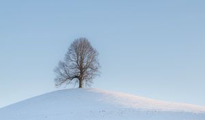 Preview wallpaper tree, hill, snow, winter, landscape
