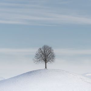 Preview wallpaper tree, hill, snow, winter, minimalism