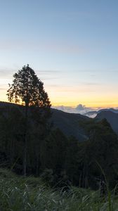 Preview wallpaper tree, hills, mountains, sunset, grass, nature
