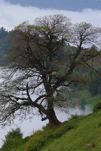 Preview wallpaper tree, hills, slope, fog, landscape