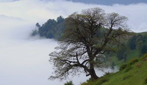 Preview wallpaper tree, hills, slope, fog, landscape