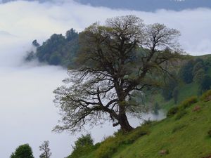 Preview wallpaper tree, hills, slope, fog, landscape